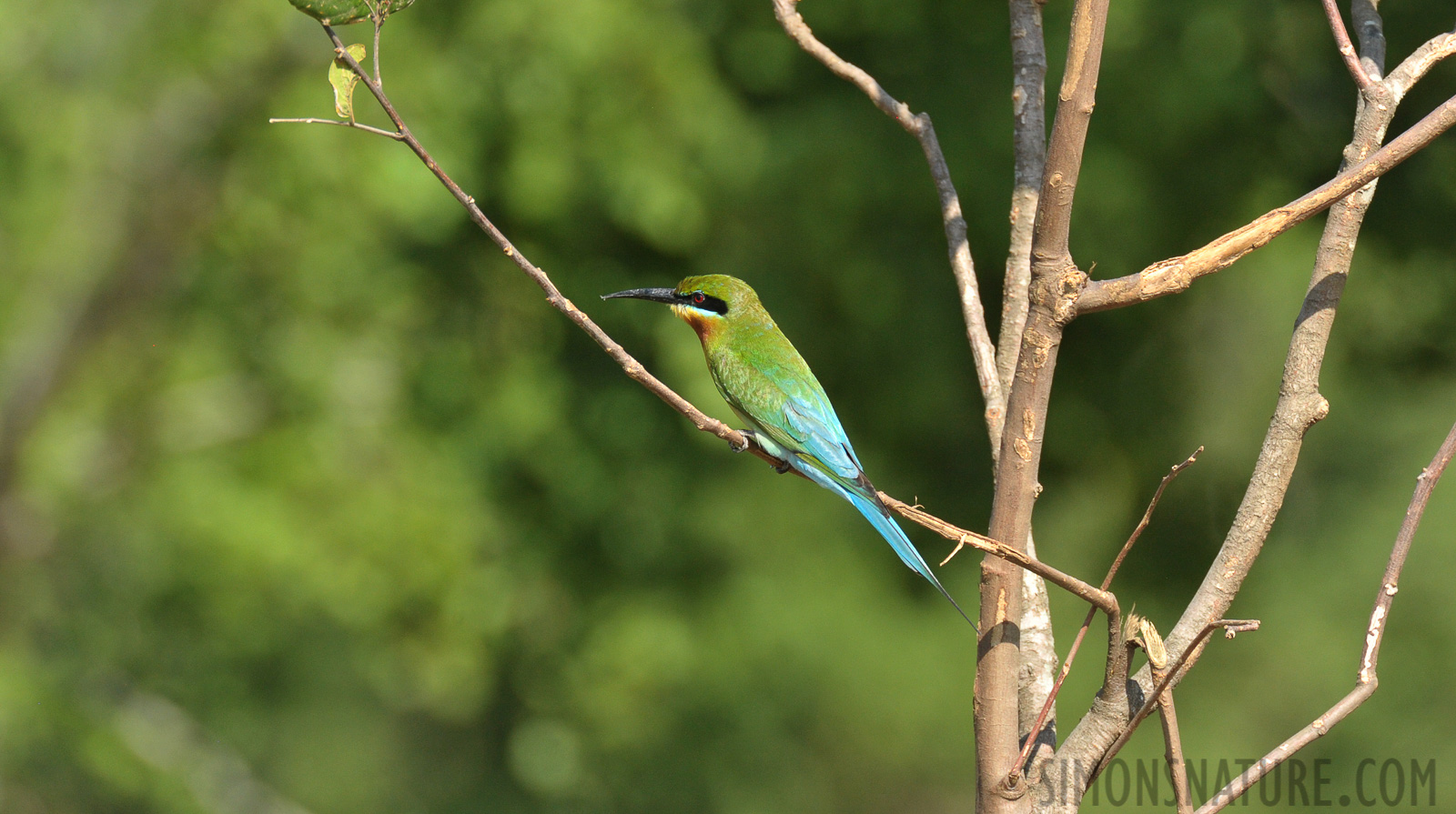 Merops philippinus [550 mm, 1/1250 Sek. bei f / 8.0, ISO 1600]